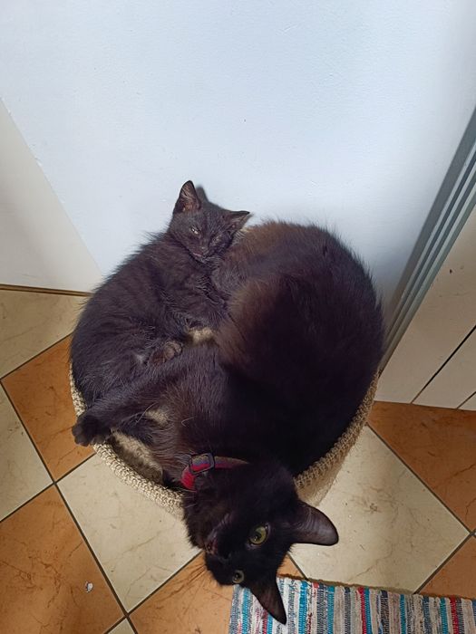 Kotka domowa z kociakiem