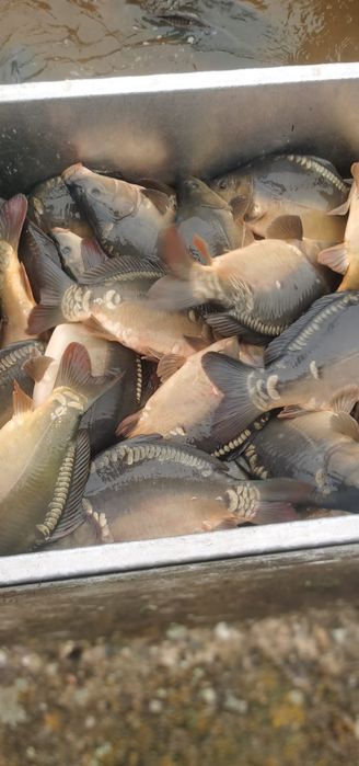 Karp krolewski handlowy