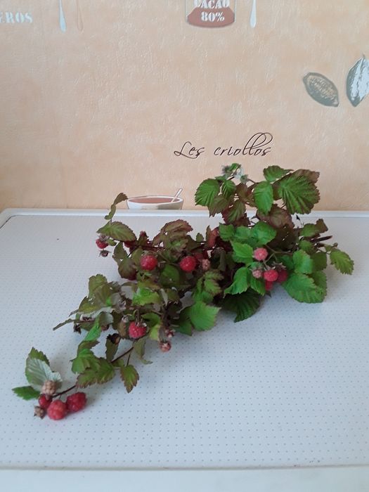 Продам Чаи травяные. Ассорти. Отличный подарок для друзей и родных