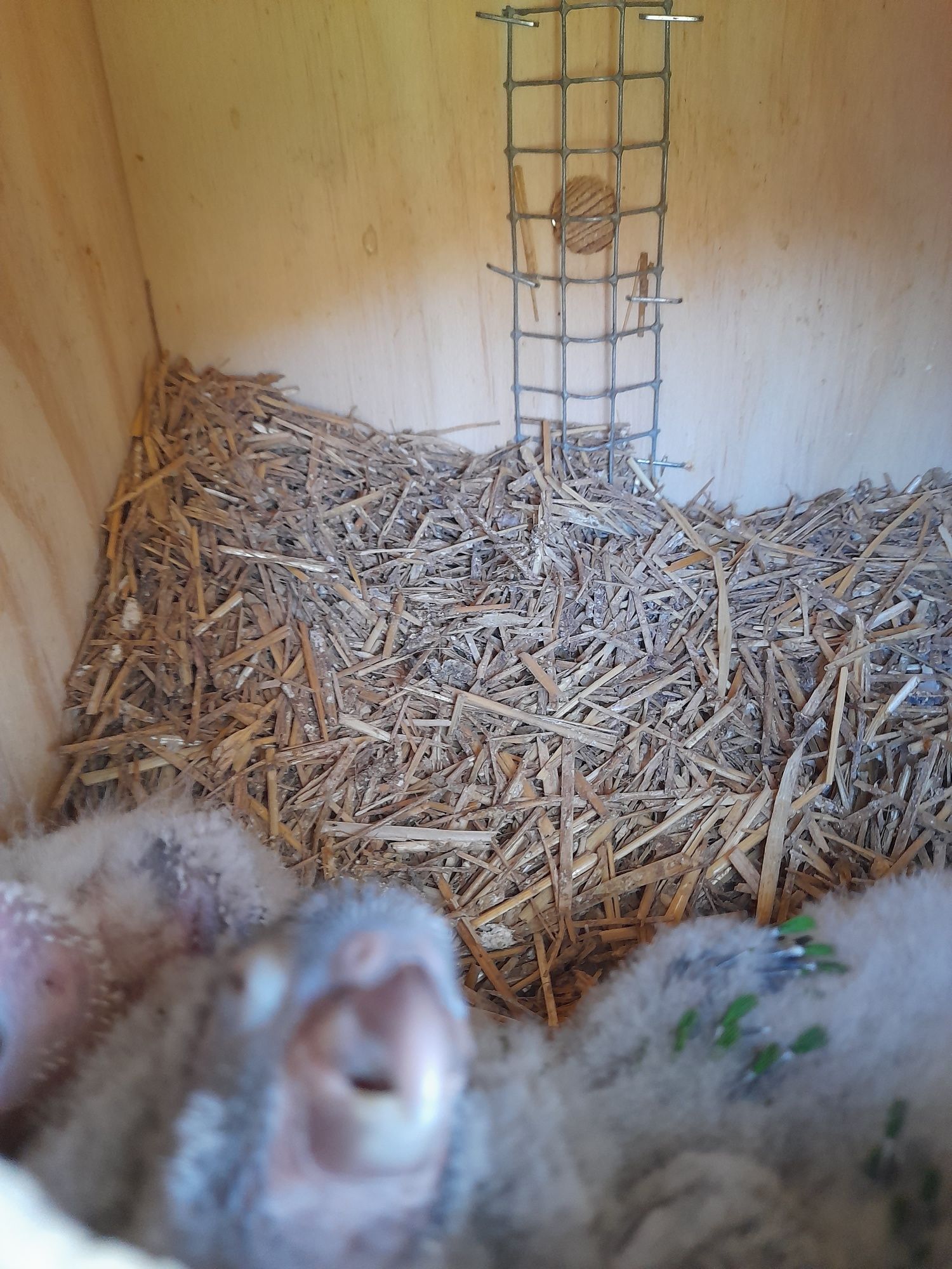 Pyrrhuras bebés prontos a sair