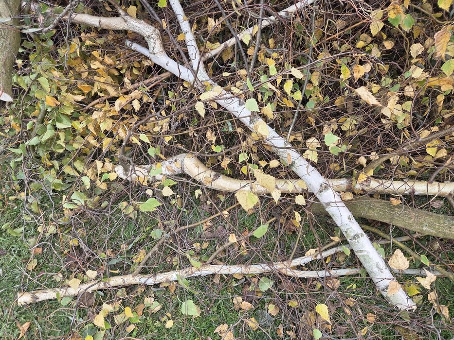 Gałęziówka za darmo