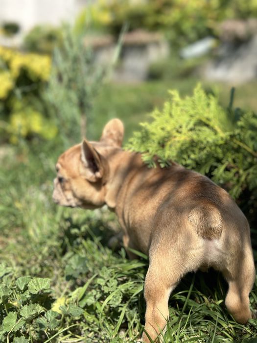 Продам цуценят французького бульдога