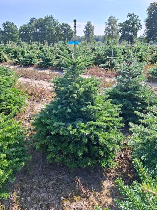 Jodła Kaukaska w donicy PREMIUM 125-150 cm/cięta od Tuchoinki.pl