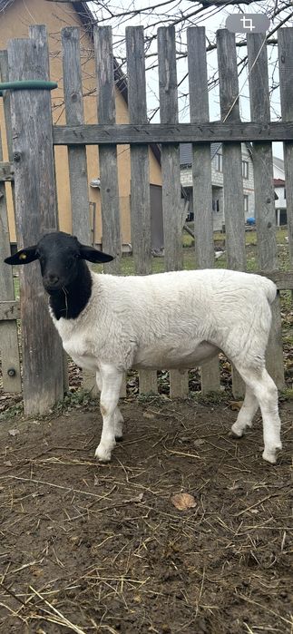 Продаю молодняк овець.100% породи Дорпер