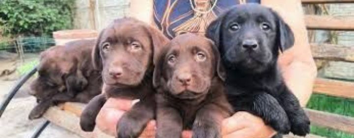 Шоколадный Лабрадор мальчики и девочки Палевый и Черный окрас