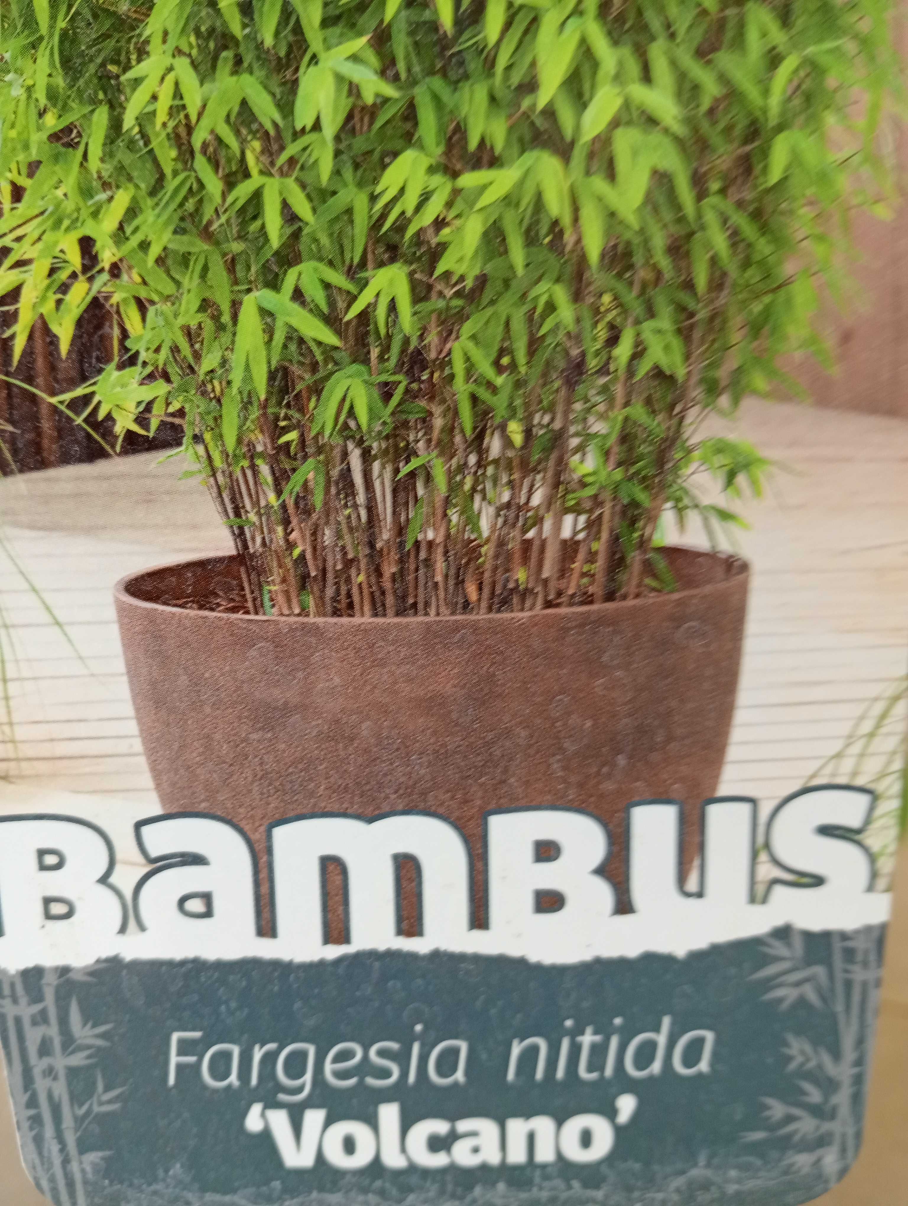 Bambus Volcano/Fargesia nitida 'Volcano’ ~ 110 cm