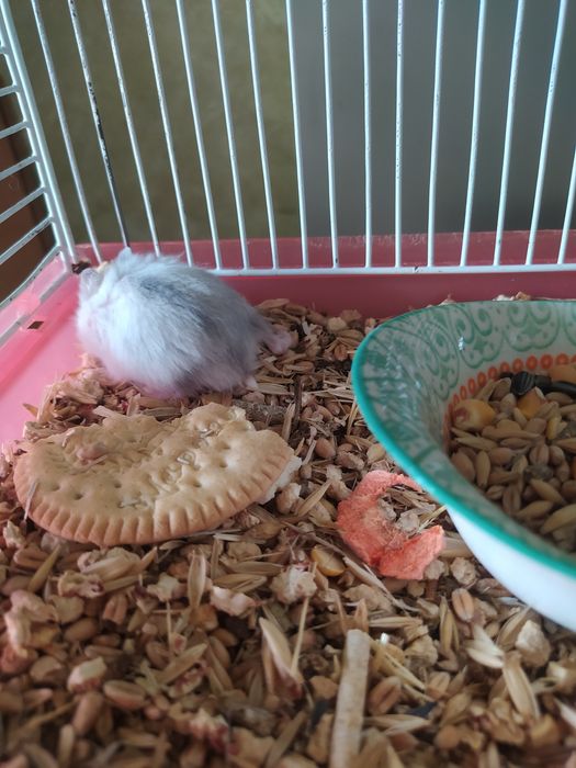 Хомячки Кременчуг