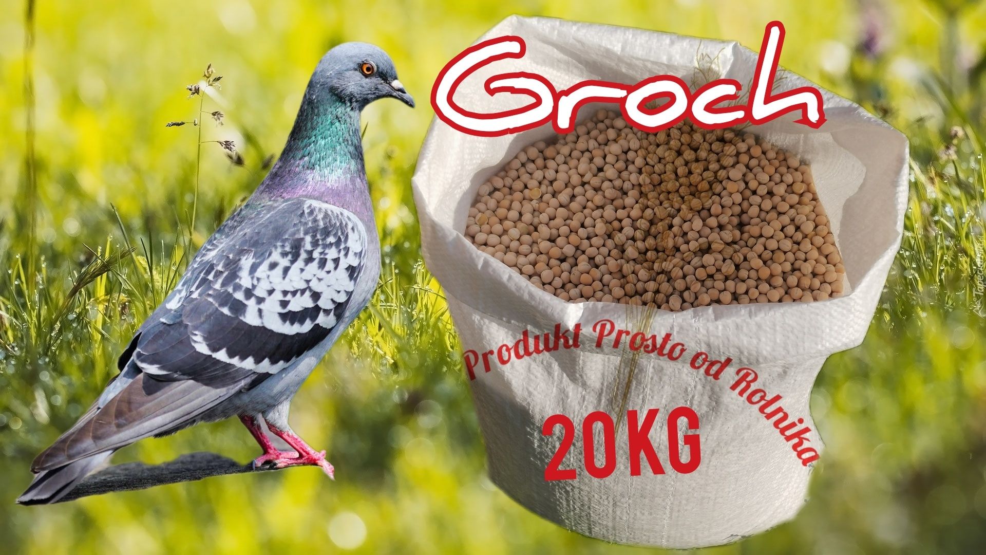 Groch opakowanie 20kg wysyłka natychmiast Inpost
