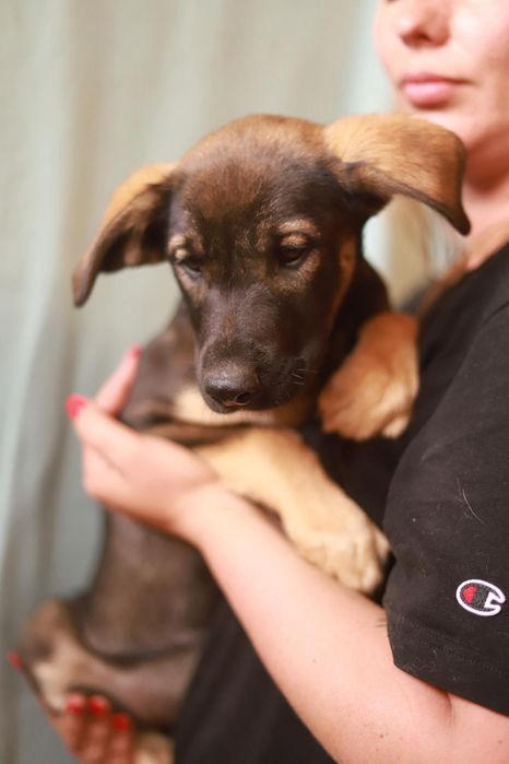 Taja - miły i łagodny szczeniak szuka kochającego człowieka