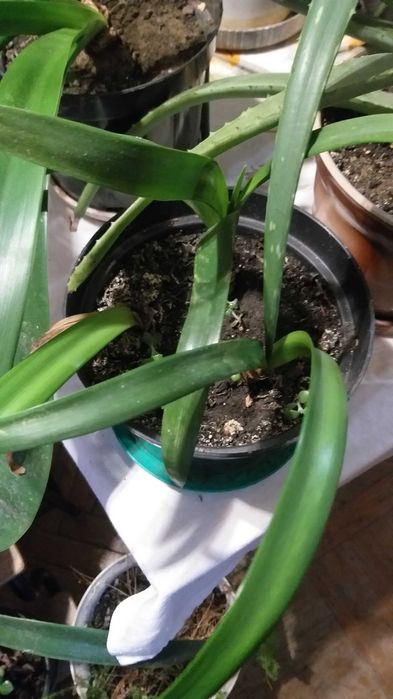 Кливия, клівія, валлота, аммариліс, аммарилис