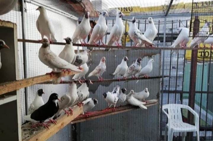 Bije szczekate gołębie