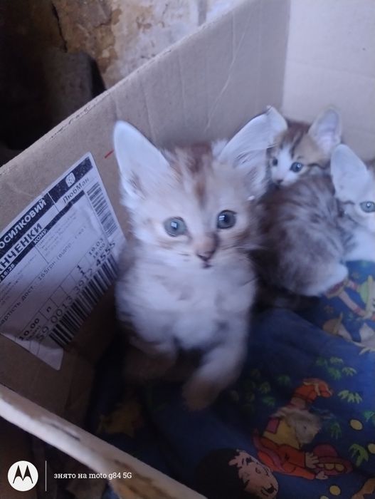 Віддам кошенят в добрі руки