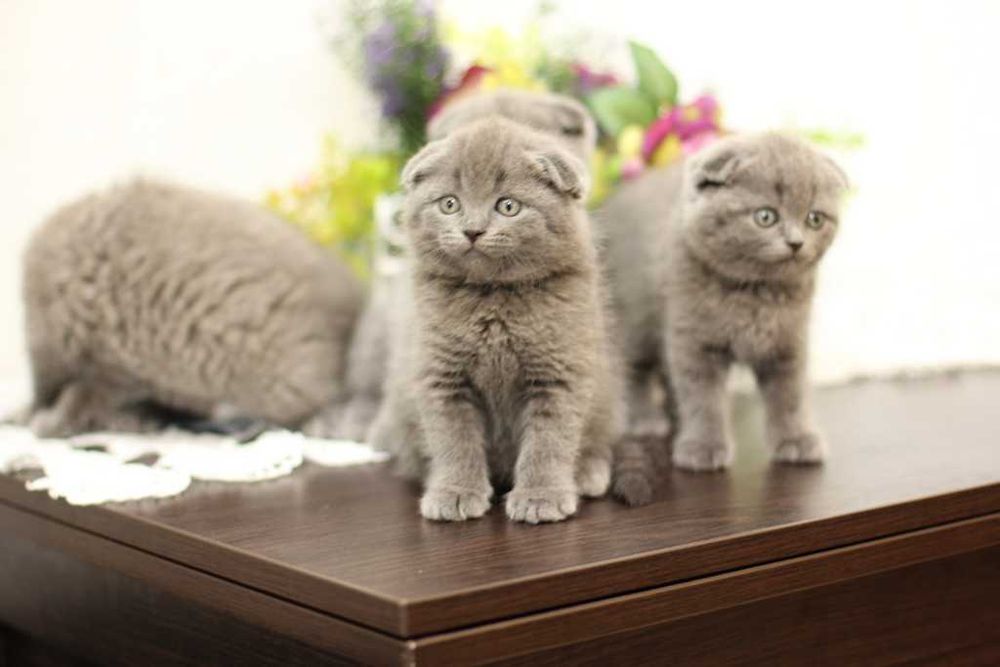 Котята шотландские вислоухие