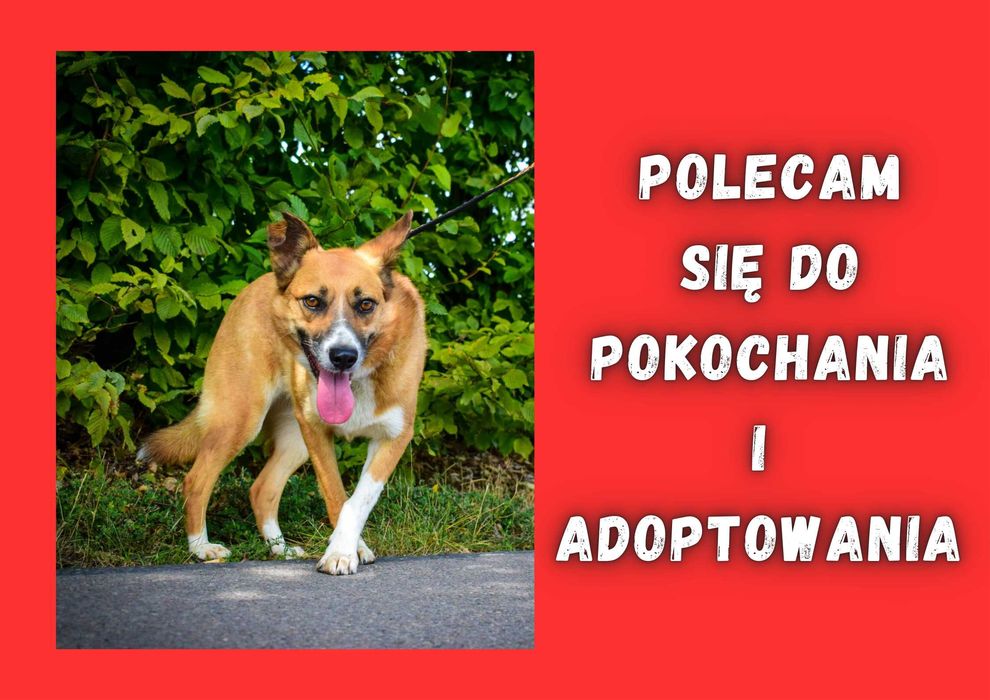 MALINKA - marzy o nowym domu i rodzinie :)