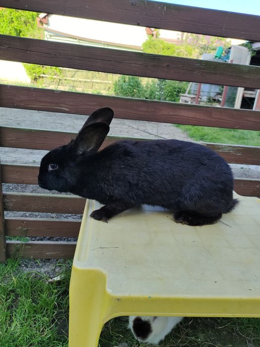 Królik Srokacz niemiecki