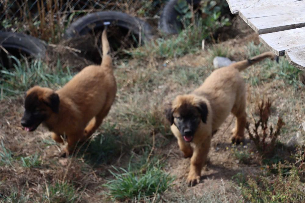 Cão Bebé de grande porte