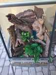Sprzedam terrarium
