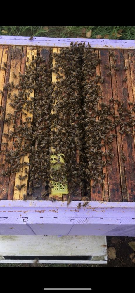 Odkłady , odkłady pszczele , Pszczoły , rodziny pszczele