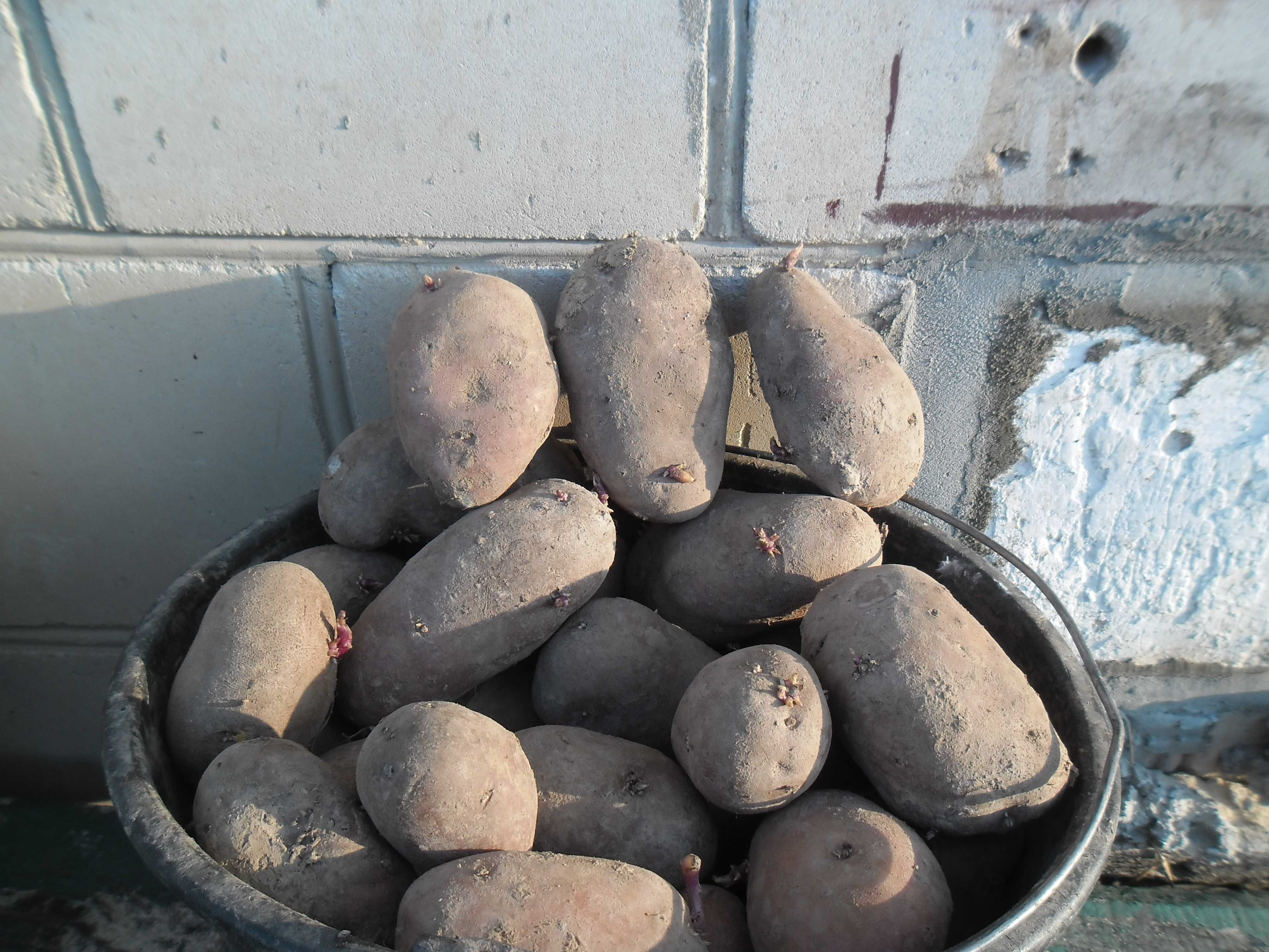 ziemniaki sadzeniaki odporne na zaraze i czerwone ballleroza
