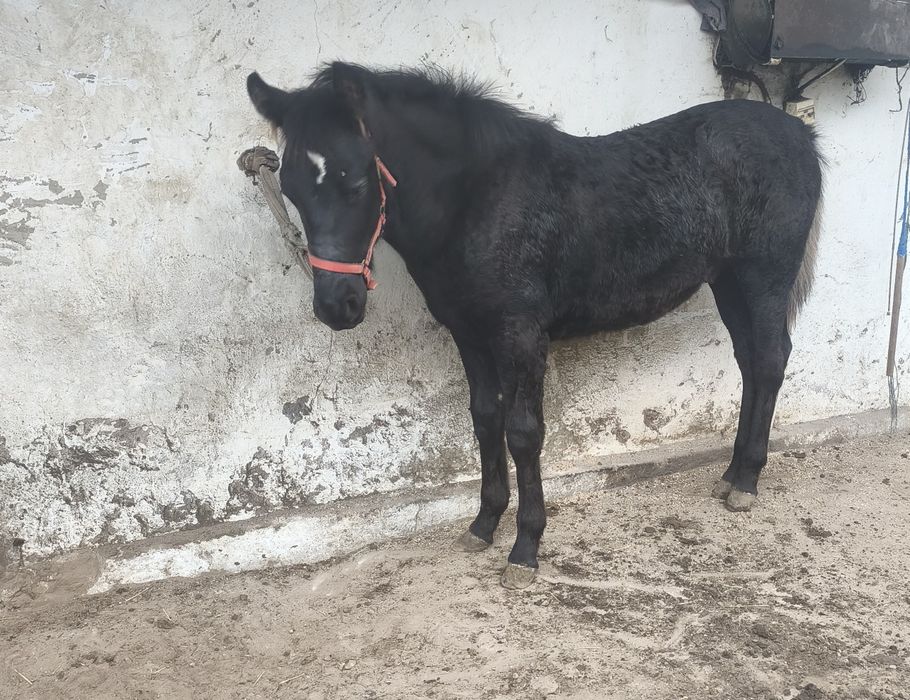 Sprzedam Śląskiego Hucułka