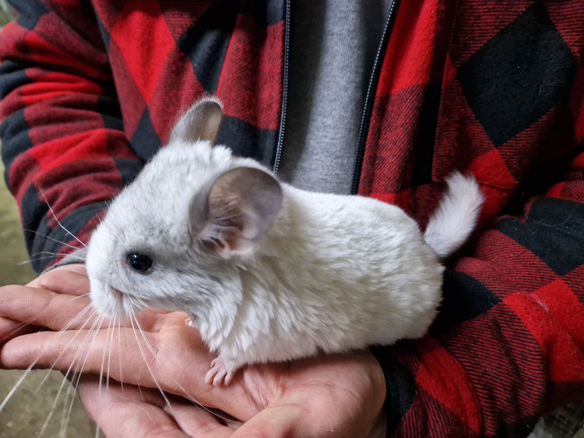 Witam Szynszyl  chinchilla  mozaika biała kropka czarna urodzona 13.02