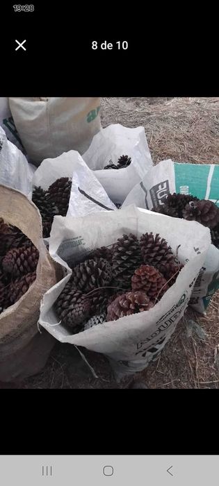 Pinhas para venda