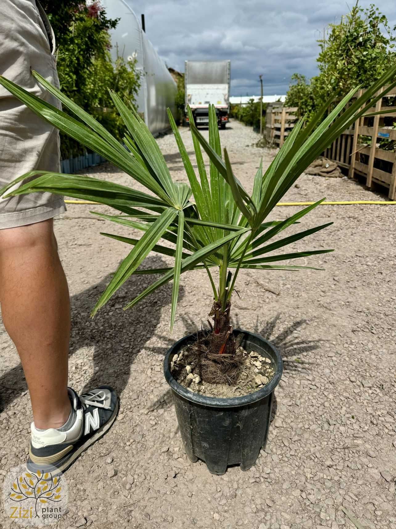 Szorstkowiec Fortunego, Trachycarpus fortunei, pień 5-10,15-20cm,palma
