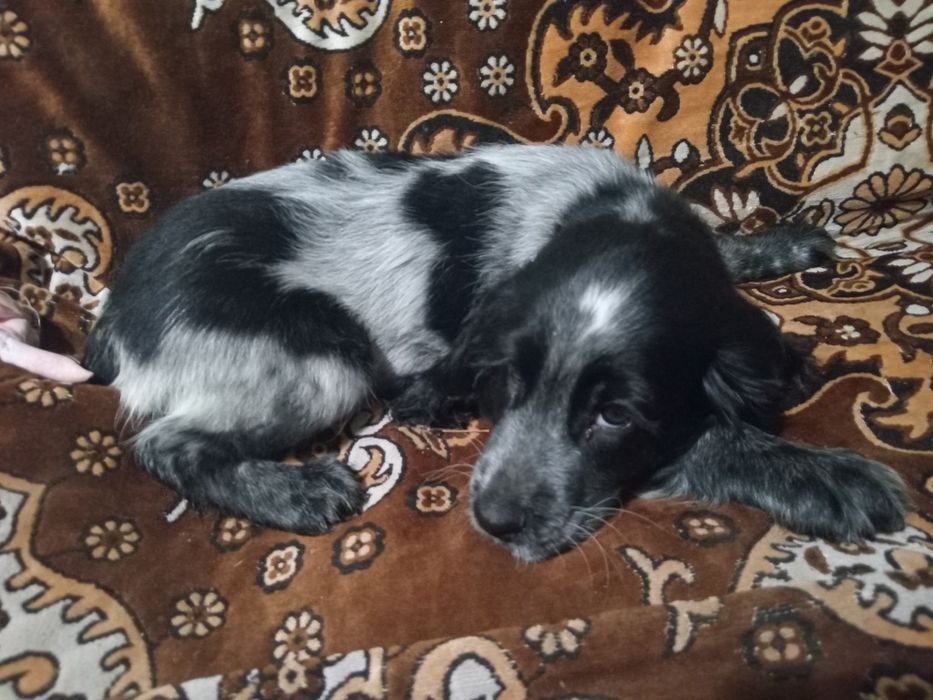 Продам кокера спініеля