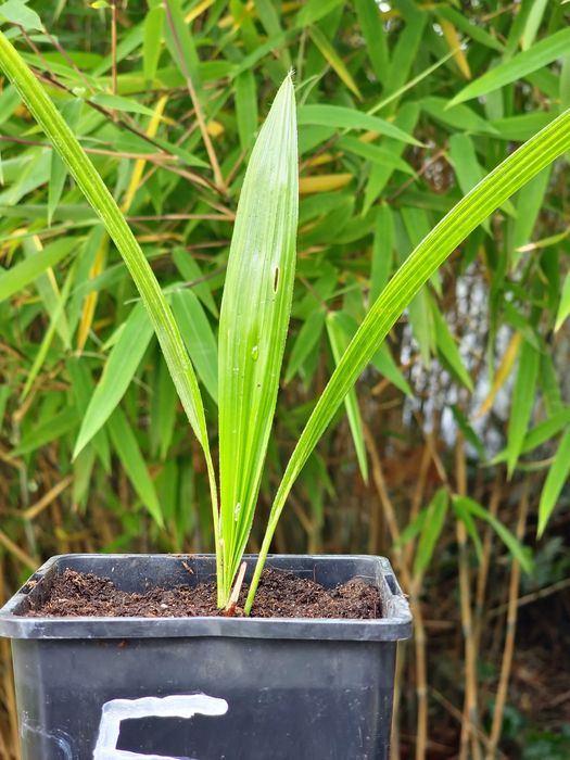 Palma mrozoodporna Trachycarpus fortunei –12°C +GRATIS