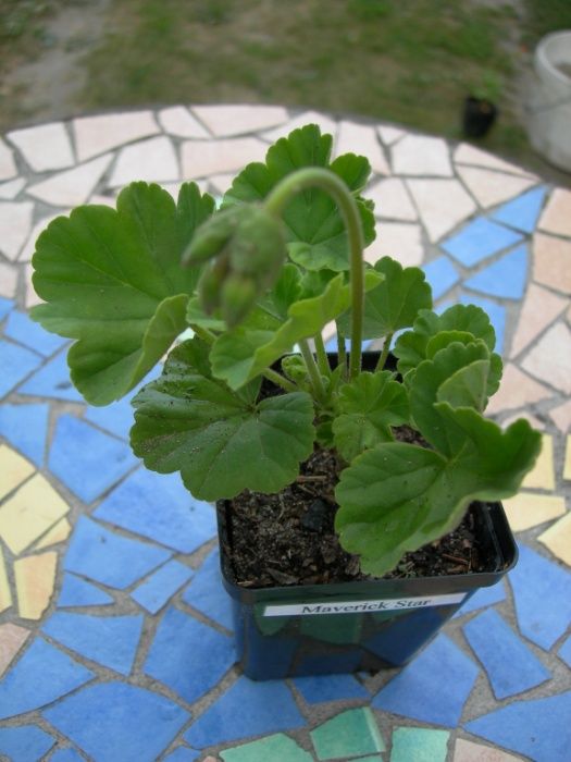 Pelargonia, Pelargonium - Applebossom - przepiękna! Oraz inne odmiany