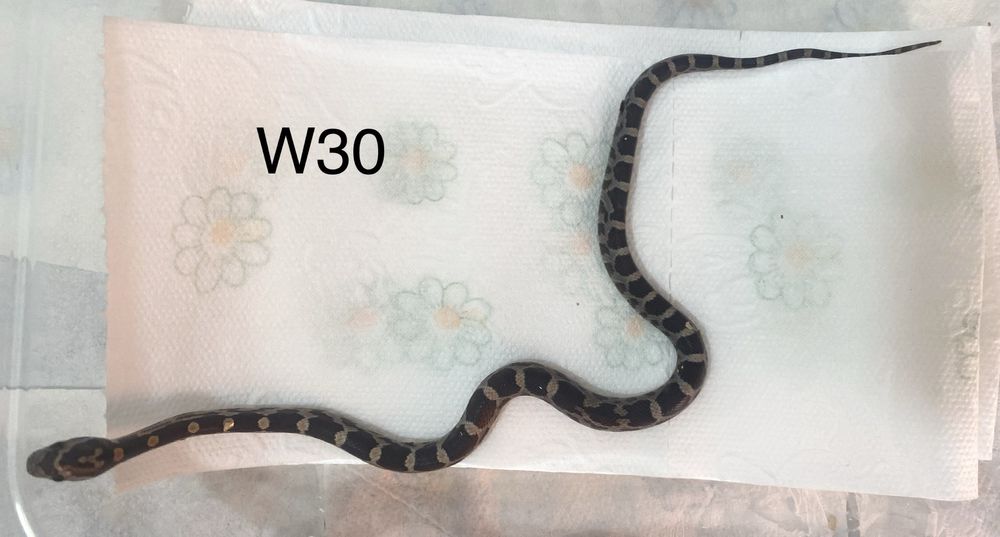 Wąż zbożowy Cinder / Amel / Snow + Box i akcesoria