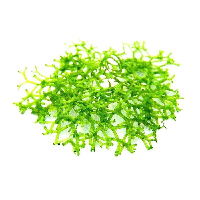 Продам  аквариумный мох ричия, роголистник