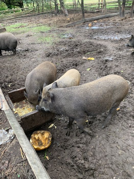 Продам поросяток корейські