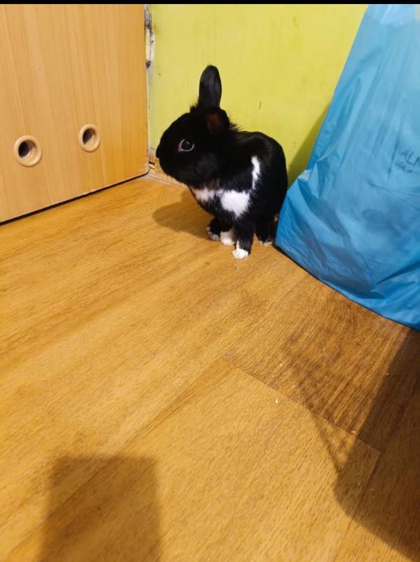 Oddam królika miniaturkę