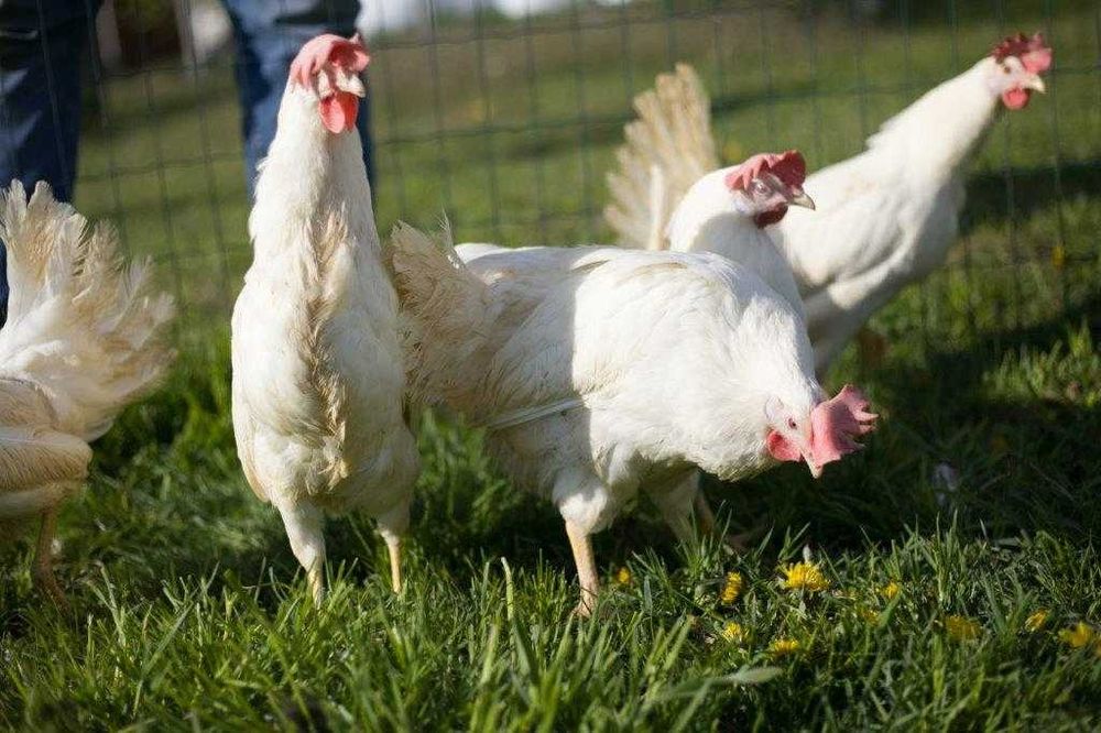 Kurki nioski Tetra tintet dostawa możliwa