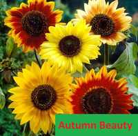 Słonecznik ozdobny kwiat cięty Autumn Beauty * FVAT * ARiMR * paszport