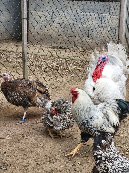 Aves de Rasa Pura Galinhas, Galos, Perus, Patos, Garnisés