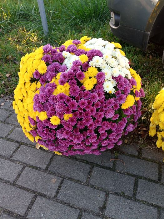 Chryzantemy drobnokwiatowe