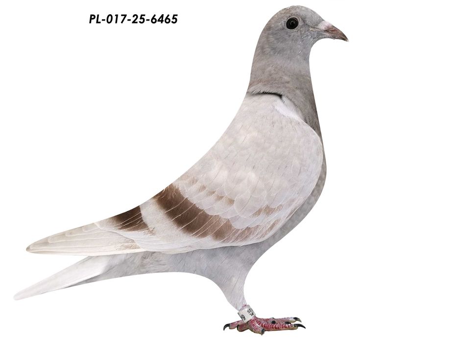 Linia 4180 Brata Porsche 911 i 808 gołębie pocztowe