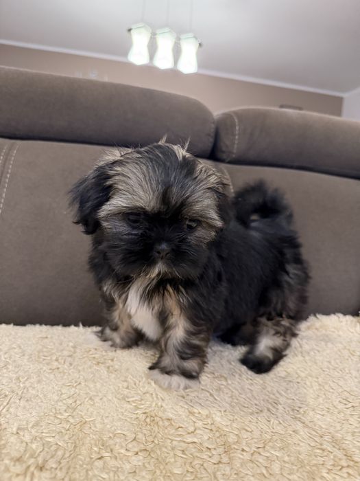 Śliczna Suczka Shih Tzu Gotowa Do Odbioru