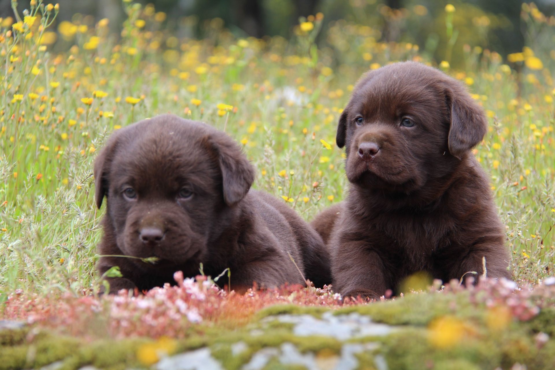 Labrador retriever chocolate com Lop