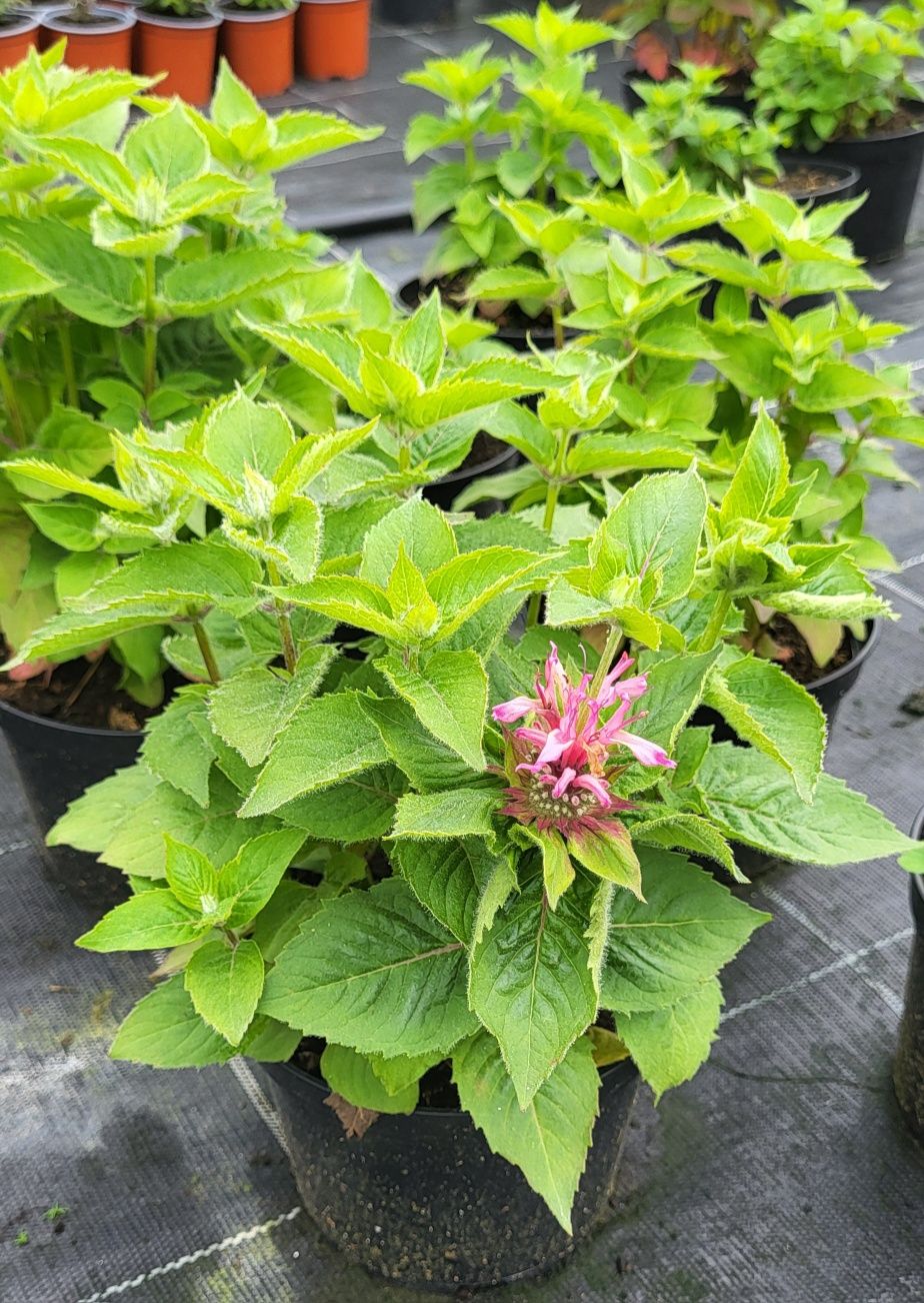 Hosta, funkia,  bluszcz zimozielony  , pysznogłówka sadzonka