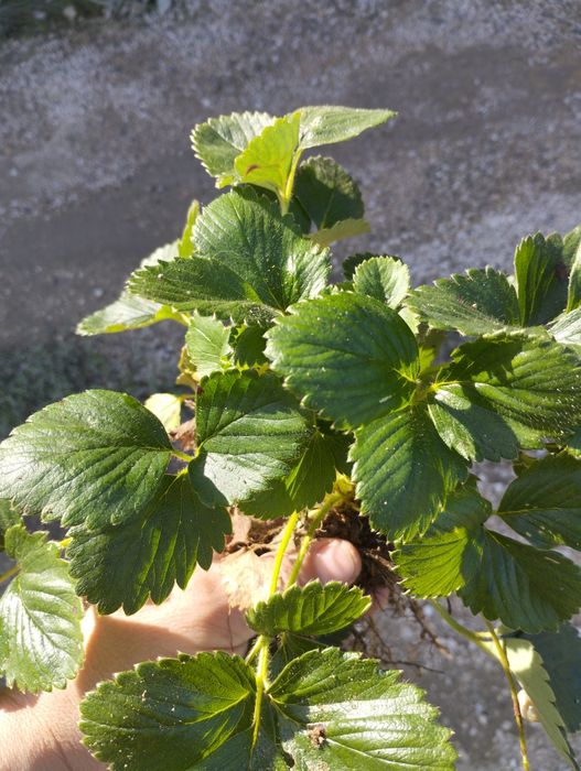 Vende-se molhos de 15 e 25 pés de morangueiros