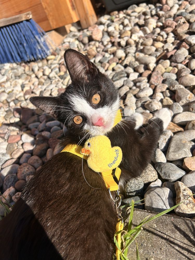 Kocie cudo do pilnej adopcji