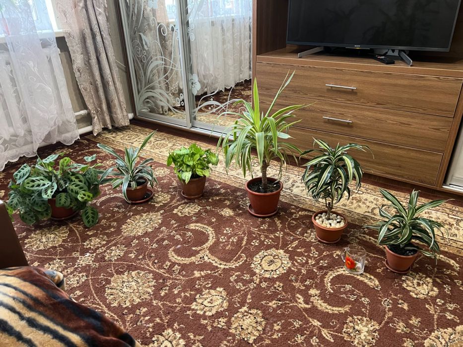 Калатея, Маранта, Драцена, Юкка, Сингониум, Калла - всі дорослі