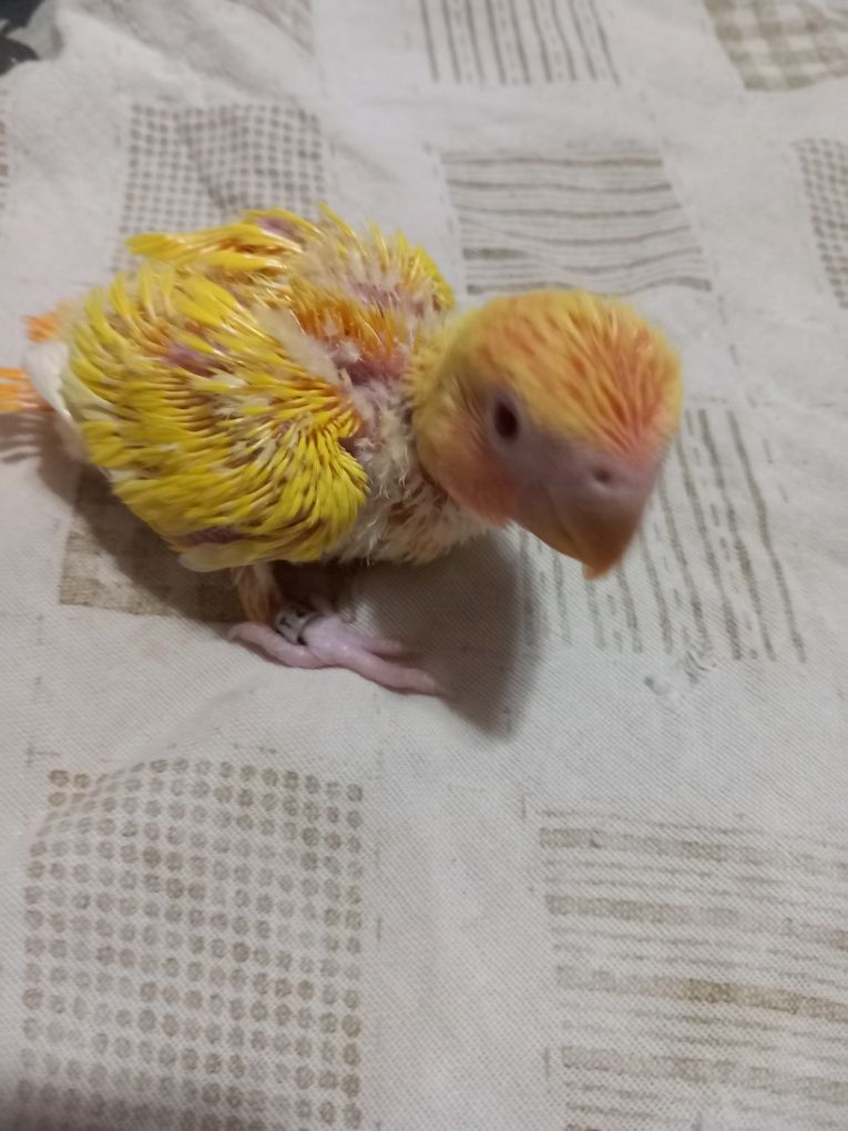 Agapornis para acabar de criar à  mão