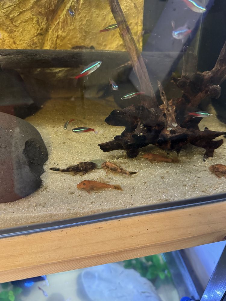 Ancistrus Red Brown
