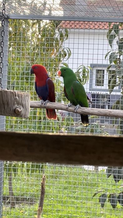 Casal de Papagaios Ecletus 2022