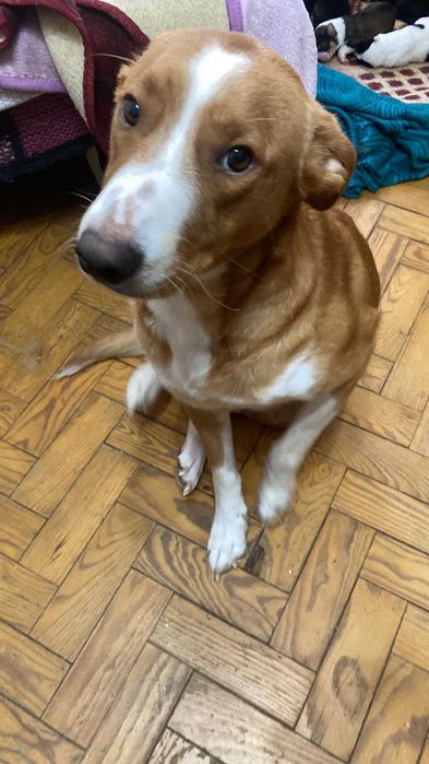 Dá se cadela com 3 anos