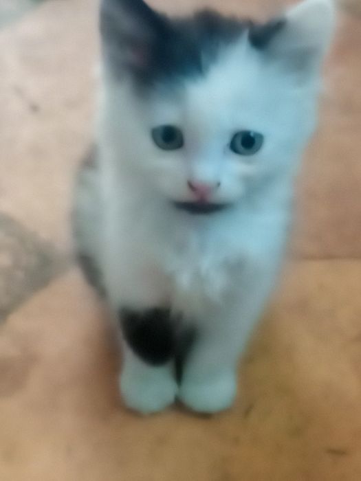 Котик у родину безкоштовно